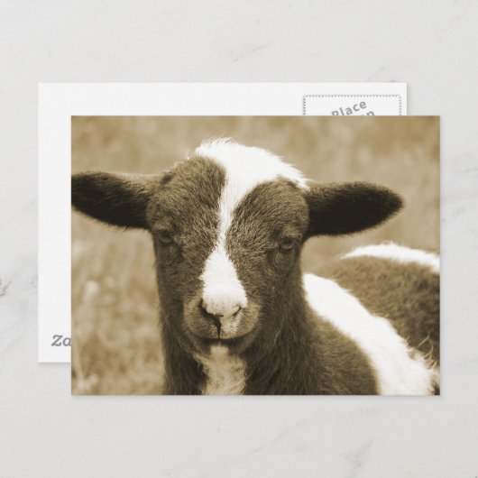 小 ポストカード (正面/裏面)