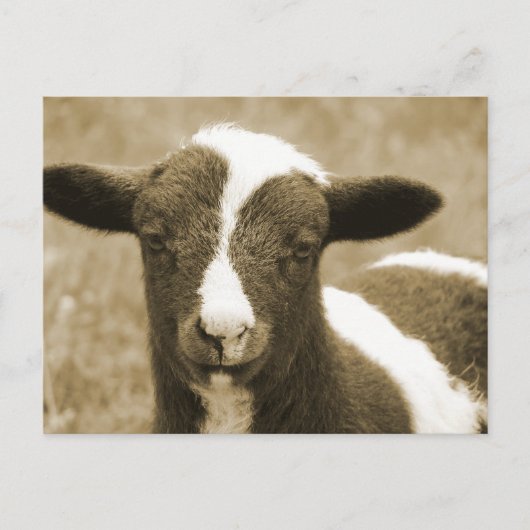 小 ポストカード (正面)