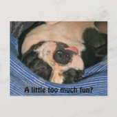 少しおもしろい?ボストンテリアポストカード ポストカード (正面)