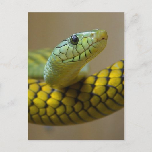 少しカタツムリ ポストカード (正面)