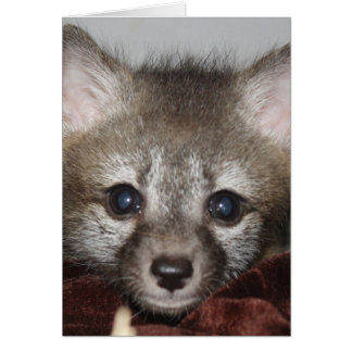 少しキツネ