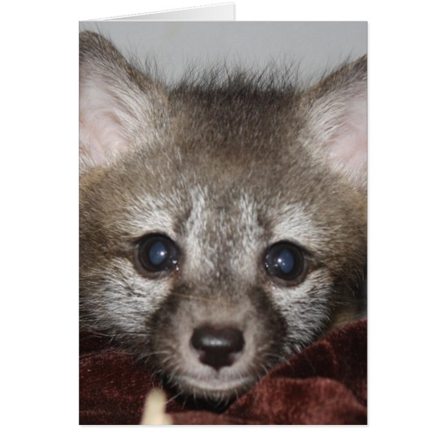 少しキツネ (正面)