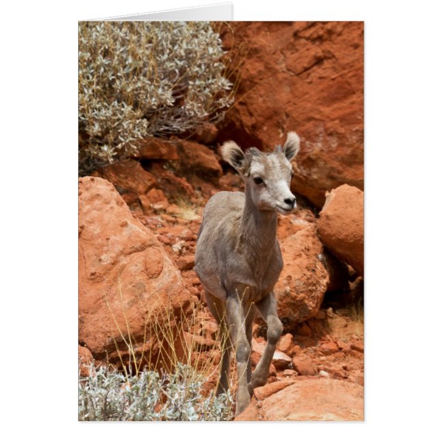 少し大きい角 (正面)