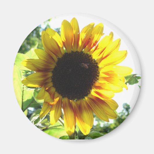 少し太陽の光を広げる!! マグネット (正面)