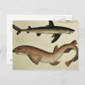 少し斑点を付けられたDogfish ポストカード (正面/裏面)