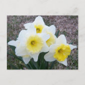 少し水仙の… ポストカード (正面)