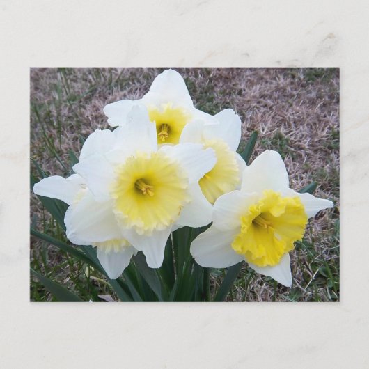 少し水仙の… ポストカード (正面)