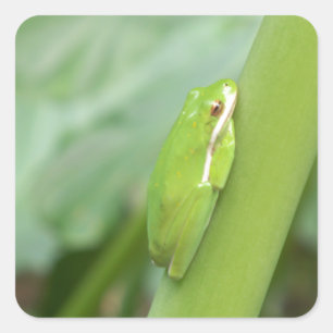 少し眠い緑のアマガエル スクエアシール