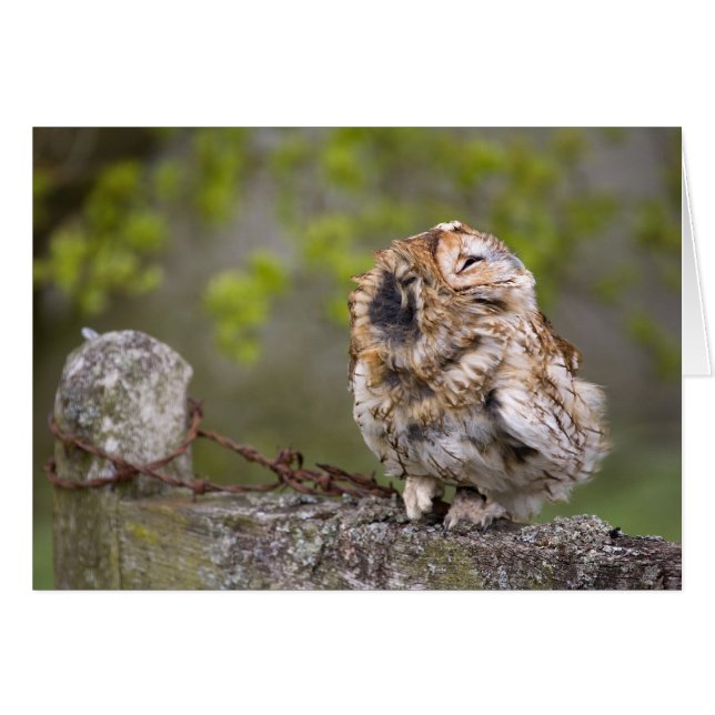 少し綿毛の球 (正面横)