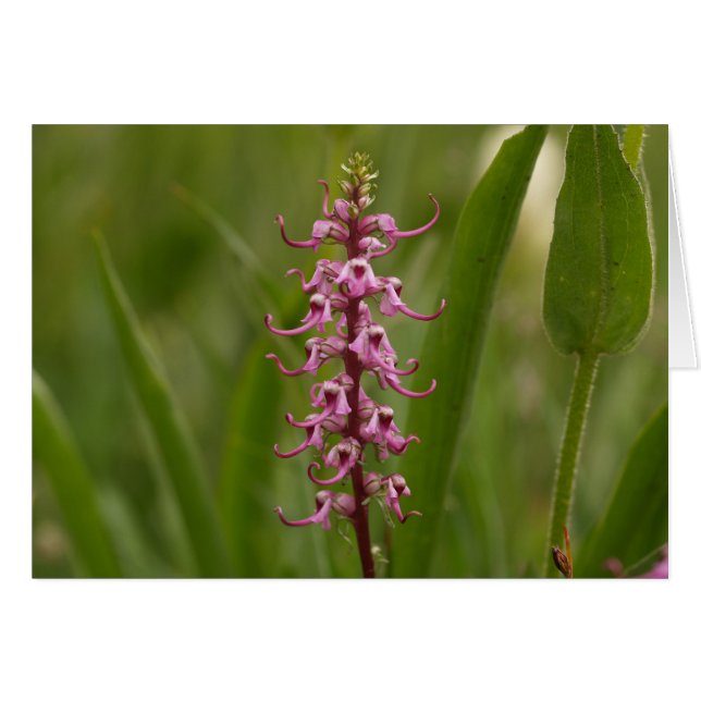 少し赤いElephants.Colorado 05 (正面横)