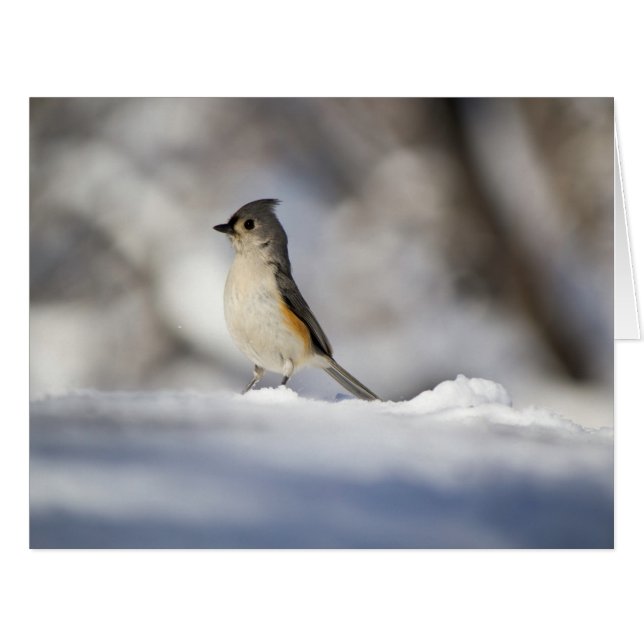 少し雪の鳥 (正面横)