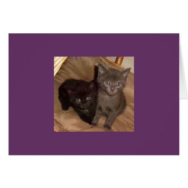 少し黒いおよび少し灰色 (正面横)