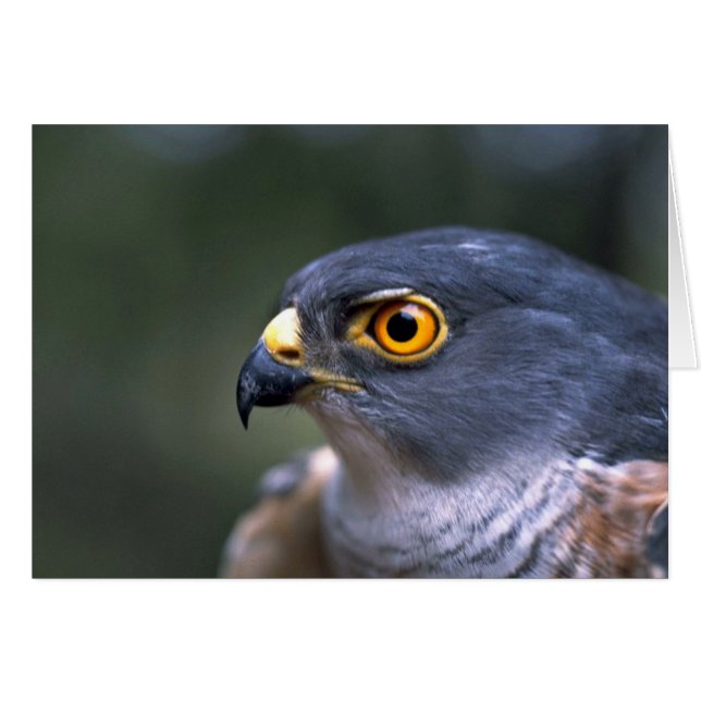 少しSparrowhawk (正面横)