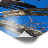 少年の禿げたワシが飛び上がる フォトプリント            (角)