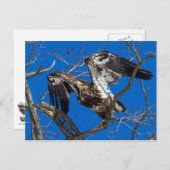 少年の禿げたワシが飛び上がる ポストカード (正面/裏面)