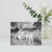 少年の食べ物を与えカモシカ ポストカード (スタンド正面)