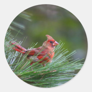 少年の(鳥)ショウジョウコウカンチョウ ラウンドシール