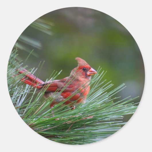 少年の（鳥）ショウジョウコウカンチョウ ラウンドシール (正面)