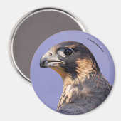 少年院《鳥》ハヤブサの概要 マグネット (正面/裏面)