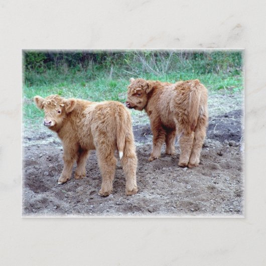 尻尾かわいらし2本! ポストカード (正面)