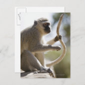 尻尾を持ったベルベットのサル ポストカード (正面/裏面)