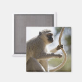 尻尾を持ったベルベットのサル マグネット (正面/裏面)