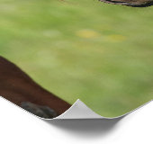 尻尾を頭に付けたクリの群生の群れ ポスター (角)