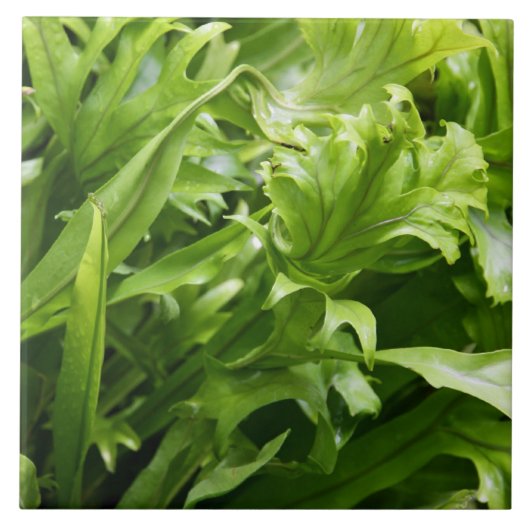 尻振り滑空のシダのタイル タイル (正面)