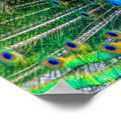 尾の羽を開けた壮大な孔雀 ポスター (角)