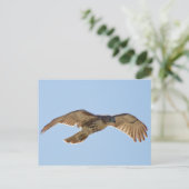 尾の赤いタカが飛行中 ポストカード (スタンド正面)