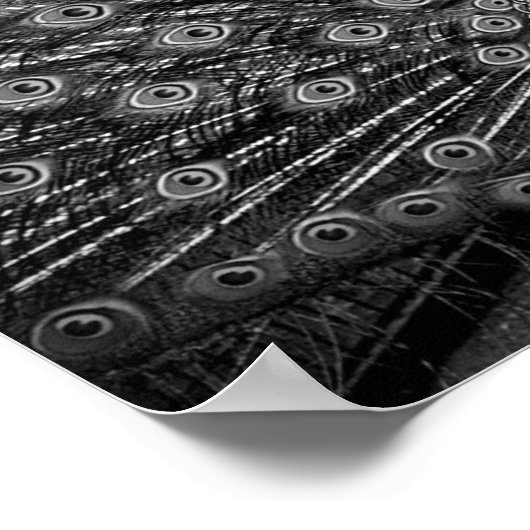 尾を広げた孔雀 ポスター (角)