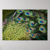 尾を表示する雄クジャク(パボクリステータス) ポスター (正面)