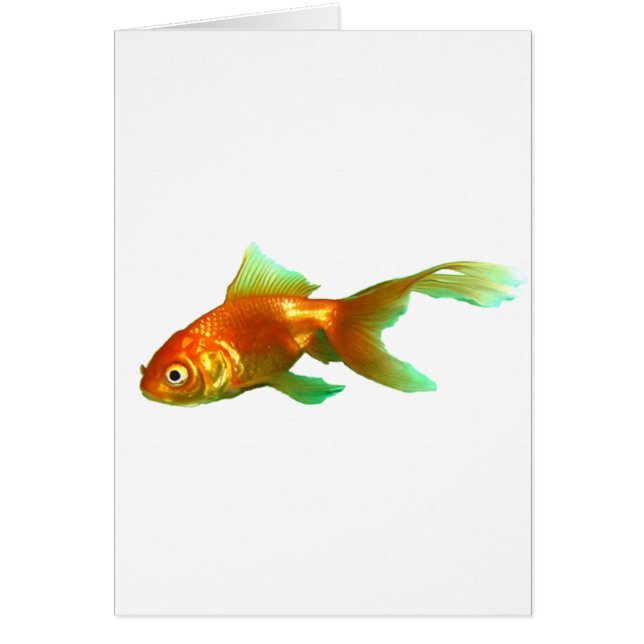 尾ファンシーのオランダ (正面)