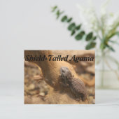 尾形阿竈 ポストカード (スタンド正面)