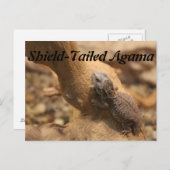 尾形阿竈 ポストカード (正面/裏面)