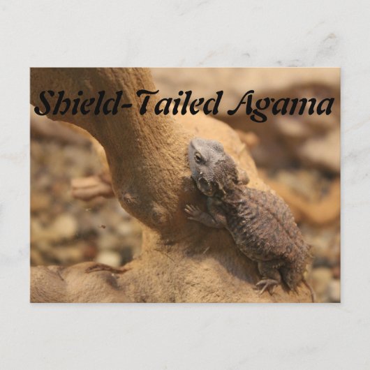 尾形阿竈 ポストカード (正面)