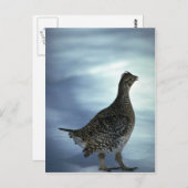 尾根 ポストカード (正面/裏面)