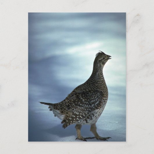 尾根 ポストカード (正面)