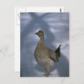 尾根 ポストカード (正面/裏面)