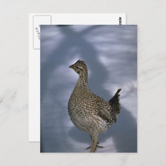 尾根 ポストカード (正面/裏面)