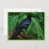 尾素晴らしの尾 ポストカード (正面/裏面)