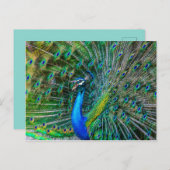 尾羽を開けた美しいクジャク ポストカード (正面/裏面)