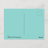 尾羽を開けた美しいクジャク ポストカード (裏面)