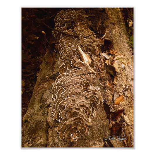 尾羽パレード フォトプリント            (正面)