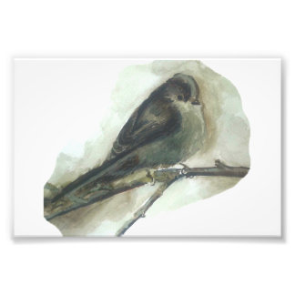 尾長ティットガーデン鳥の水色プリント フォトプリント           