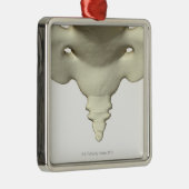 尾骨の骨 メタルオーナメント (右)