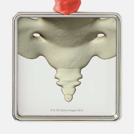 尾骨の骨 メタルオーナメント (正面)