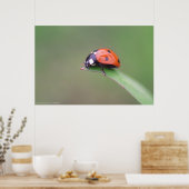 尾骨 ポスター (キッチン)