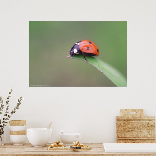 尾骨 ポスター (キッチン)