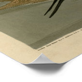 尾鴨のピン ポスター (角)